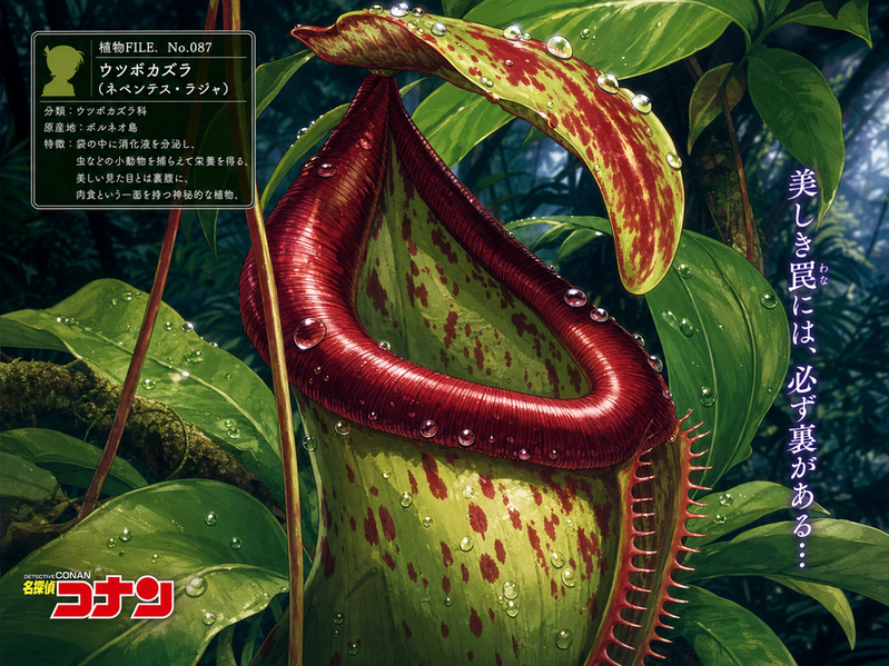 麻豆